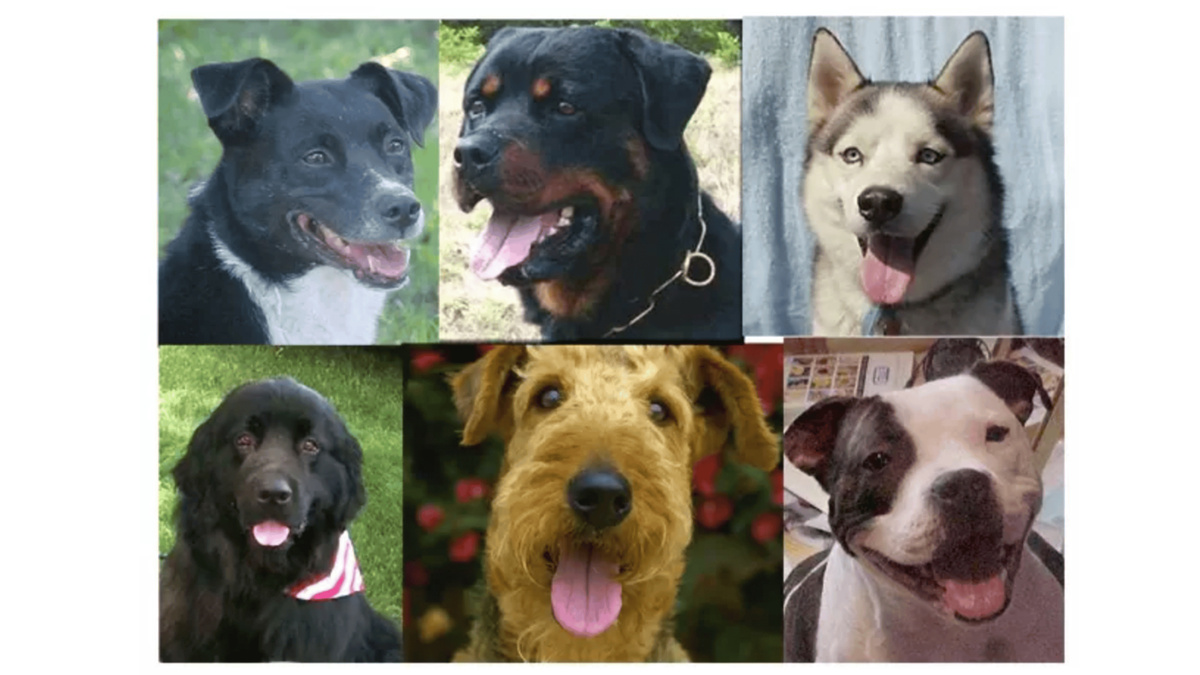 Характерное выражение лица, когда рот приоткрыт, а язык слегка высунут, это собачий эквивалент человеческой улыбки. Источник: Стенли Корен