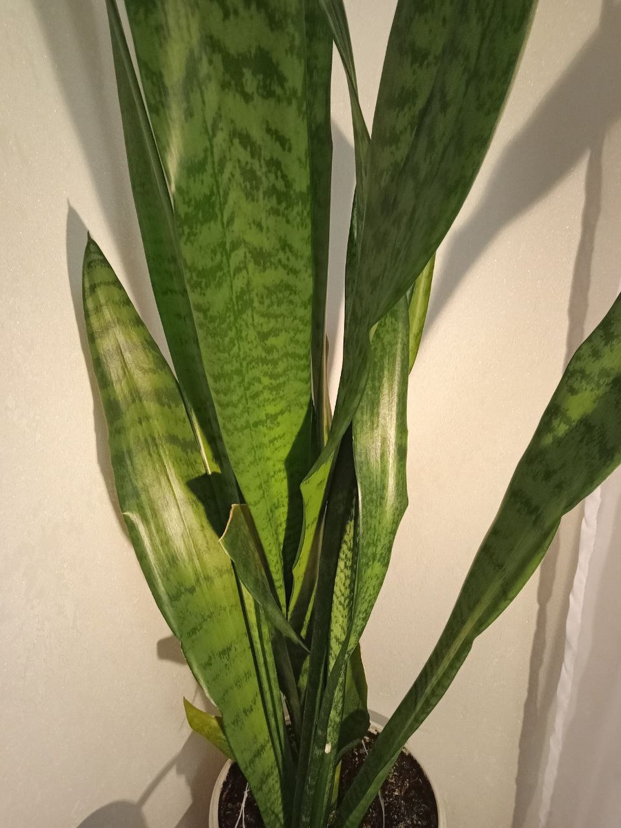 "тёщин язык"