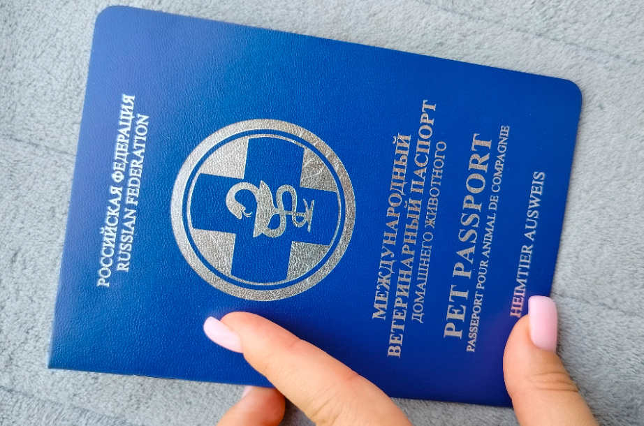 Пример паспорта с маркетплейса за 400 р