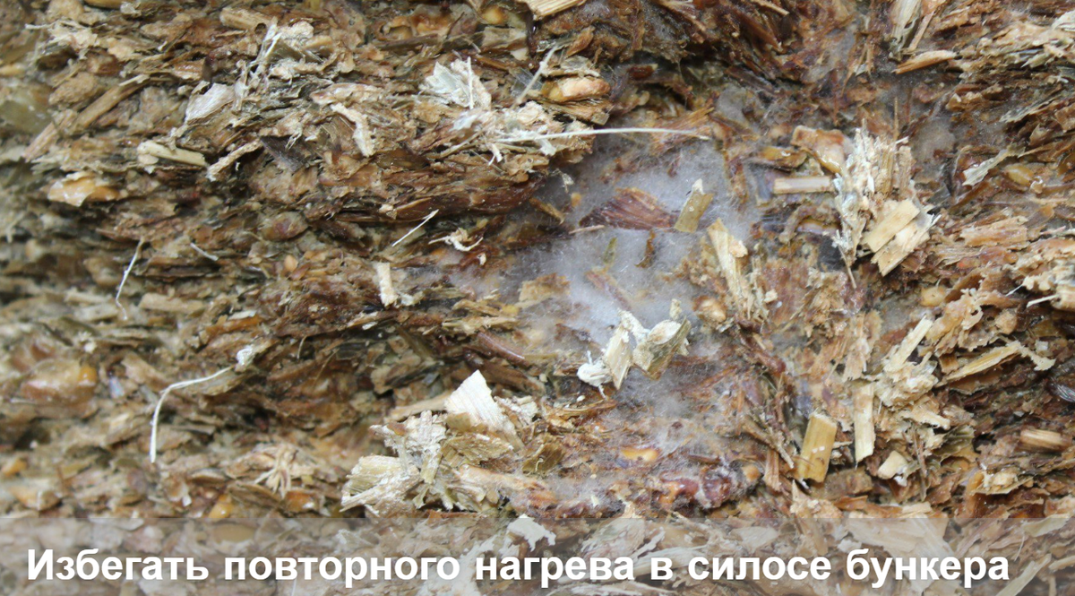 В силосе с разрыхленной поверхностью может образовываться серовато-белая плесень.