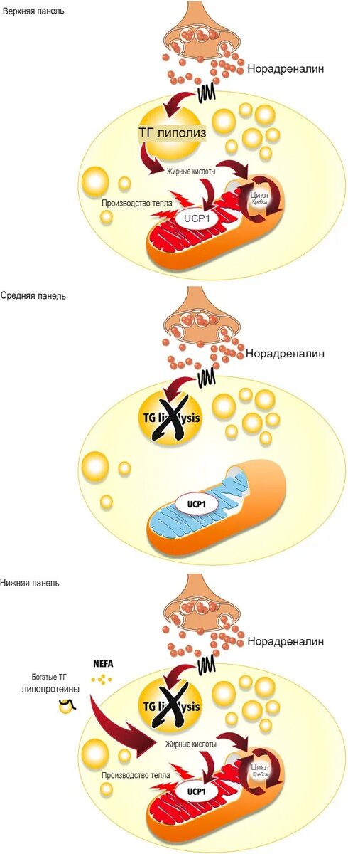 Термогенез бурой жировой ткани, опосредованный белком UCP1 (белок, участвующий в термогенезе). Источник: Carpentier AC, Blondin DP, Virtanen KA, Richard D, Haman F and Turcotte ÉE (2018) Brown Adipose Tissue Energy Metabolism in Humans. Front. Endocrinol. 9:447. doi: 10.3389/fendo.2018.00447