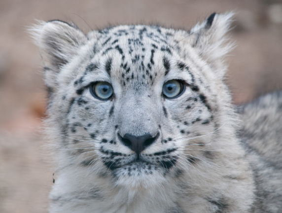 Вы посмотрите какой я миленький!