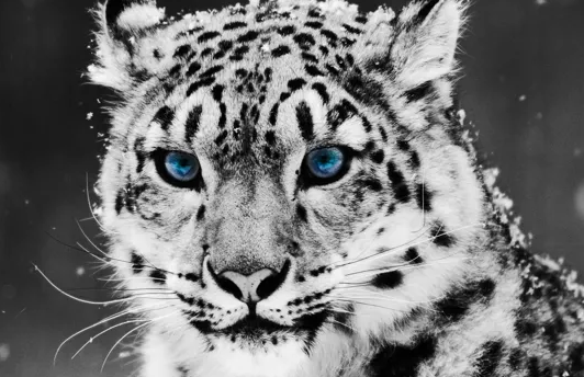 Фотография номер 7, из моего альбома: "Снежный Пуша"