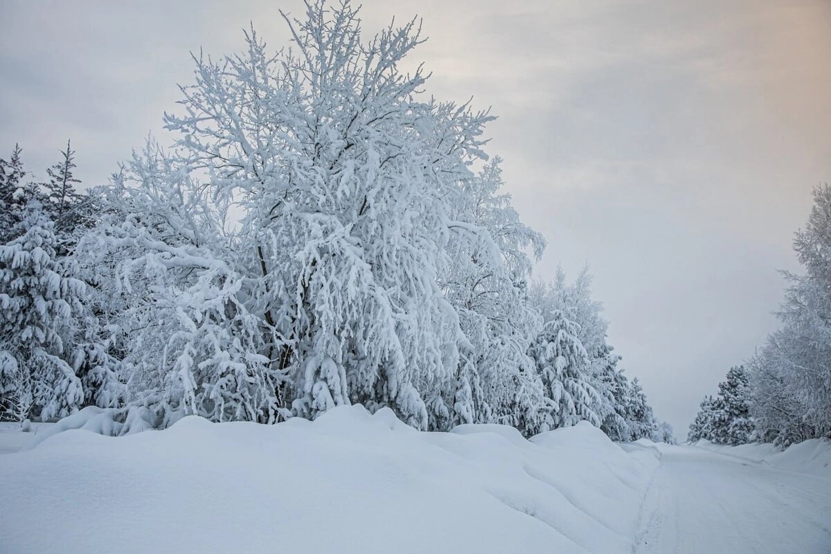 Вот сколько снега насыпал и деревья все укрыл.