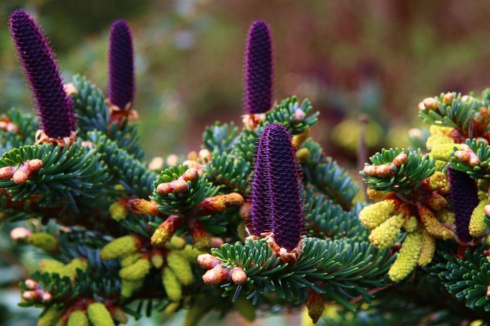 Pixabay License Бесплатно для коммерческого использования Указание авторства не требуется