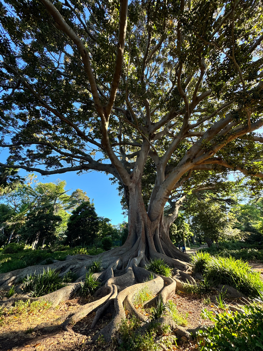 Поразительного размера дерево в Arderne Gardens (справа от дерева маленькие людишки)