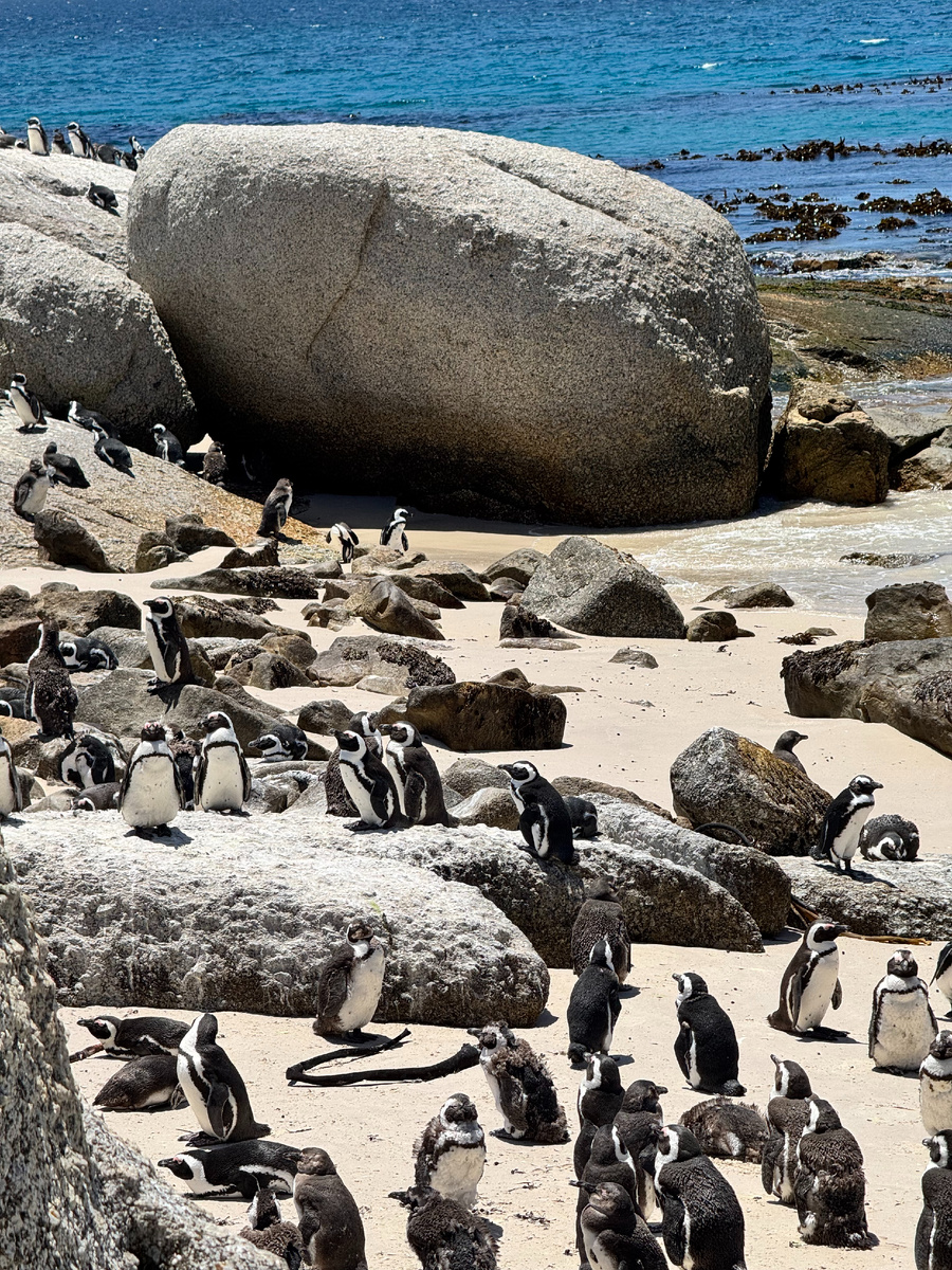 Пингвины на Boulders Beach