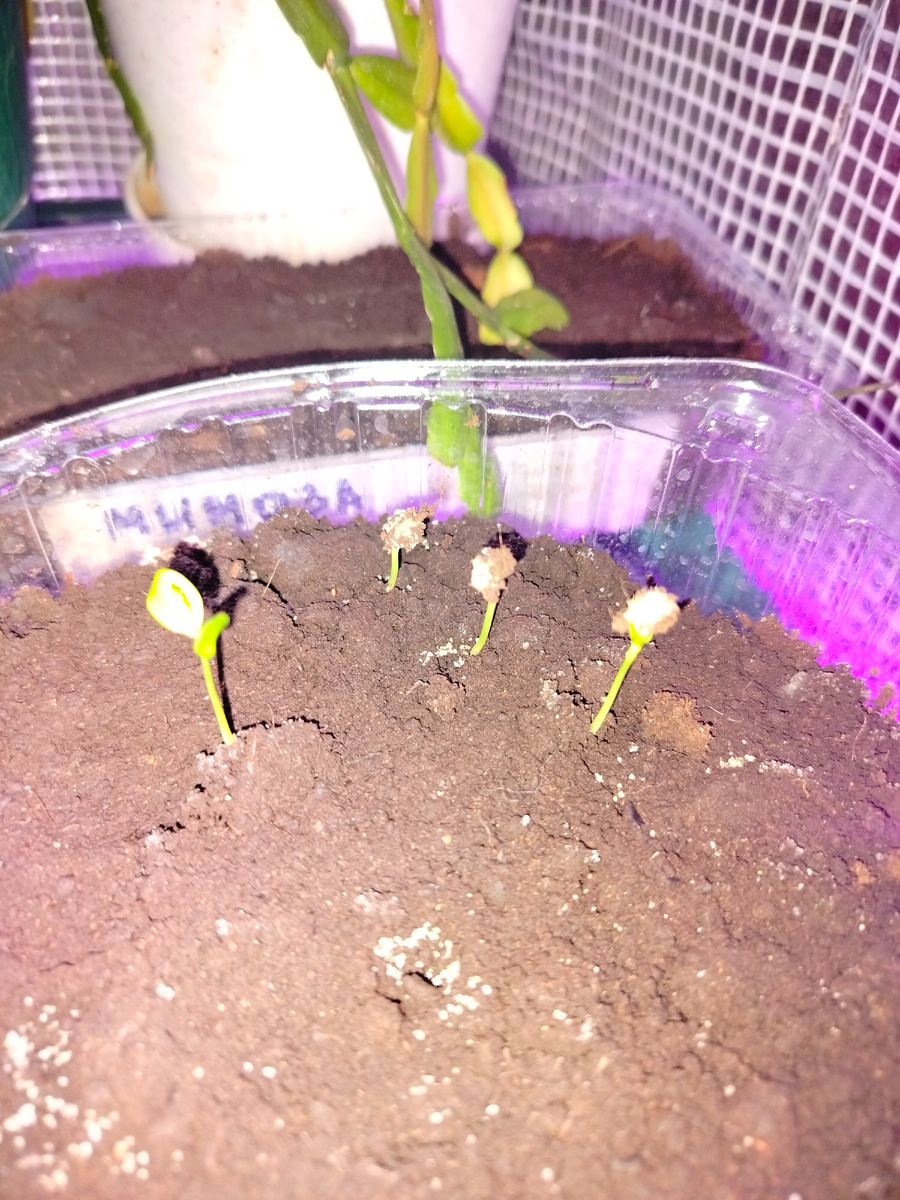 Всходы багрянника.