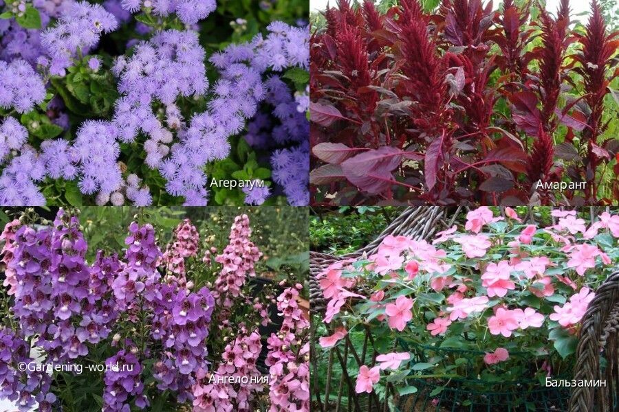 Коллаж автора. ©Gardening-world.ru