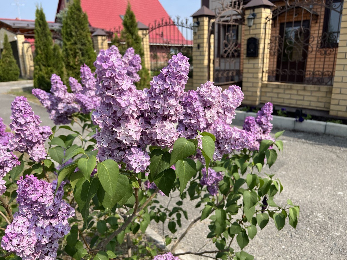 Фото автора канала Дом с кипарисами