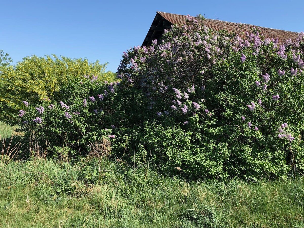 Заросли сирени у заброшенного дома в деревне. Фото автора канала Дом с кипарисами