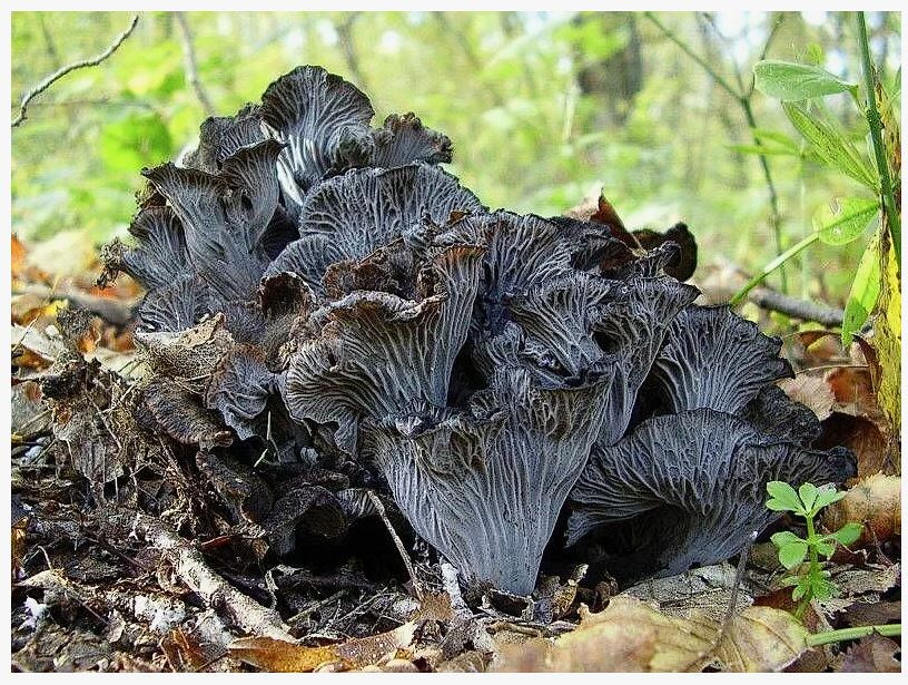 Лисичка серая