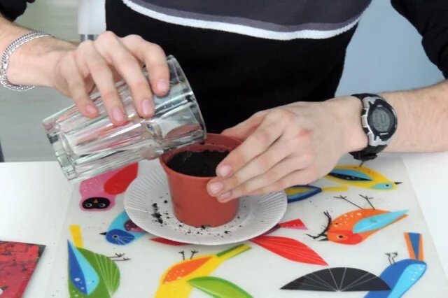    Есть ли волгоградцам смысл начинать домашнюю посевную в феврале?