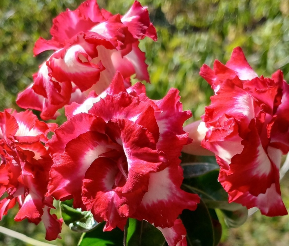 Махровый мини адениум. Фото из личного архива.