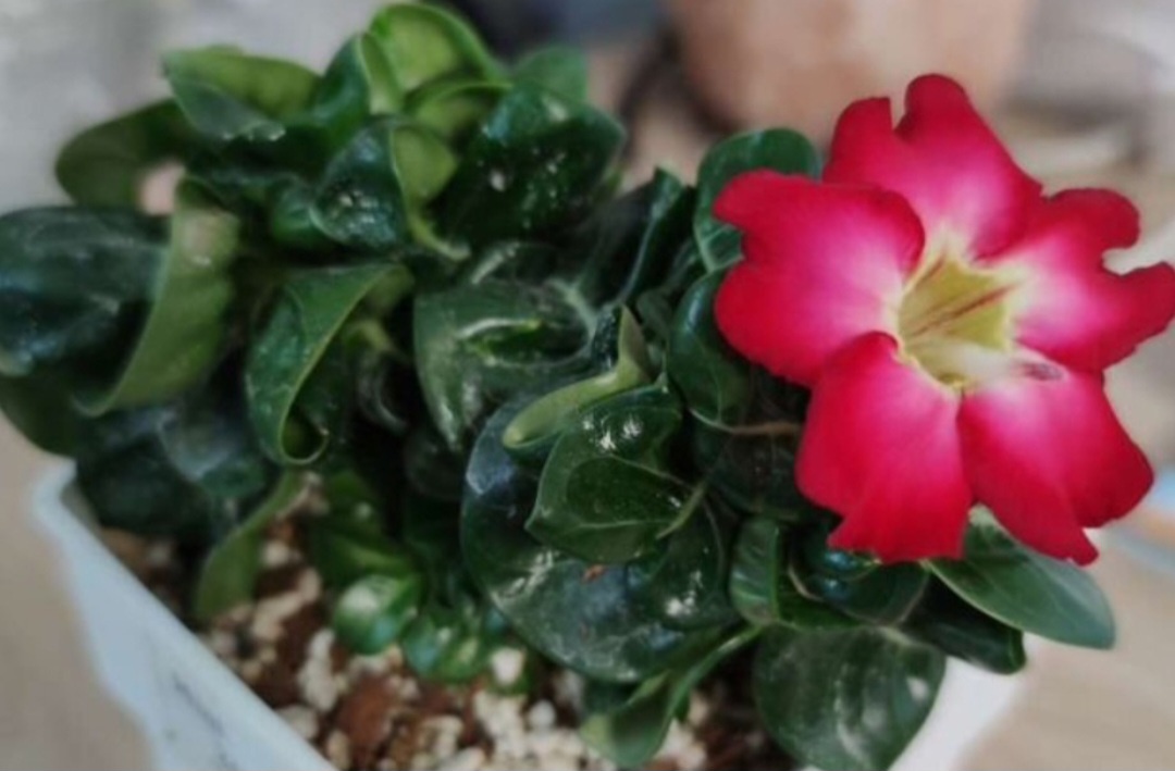 DHA адениум, первое цветение в возрасте 1 год 4 месяца. Фото из личного архива.