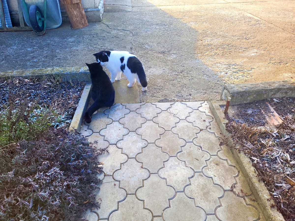 Где я, там и наши хвостики