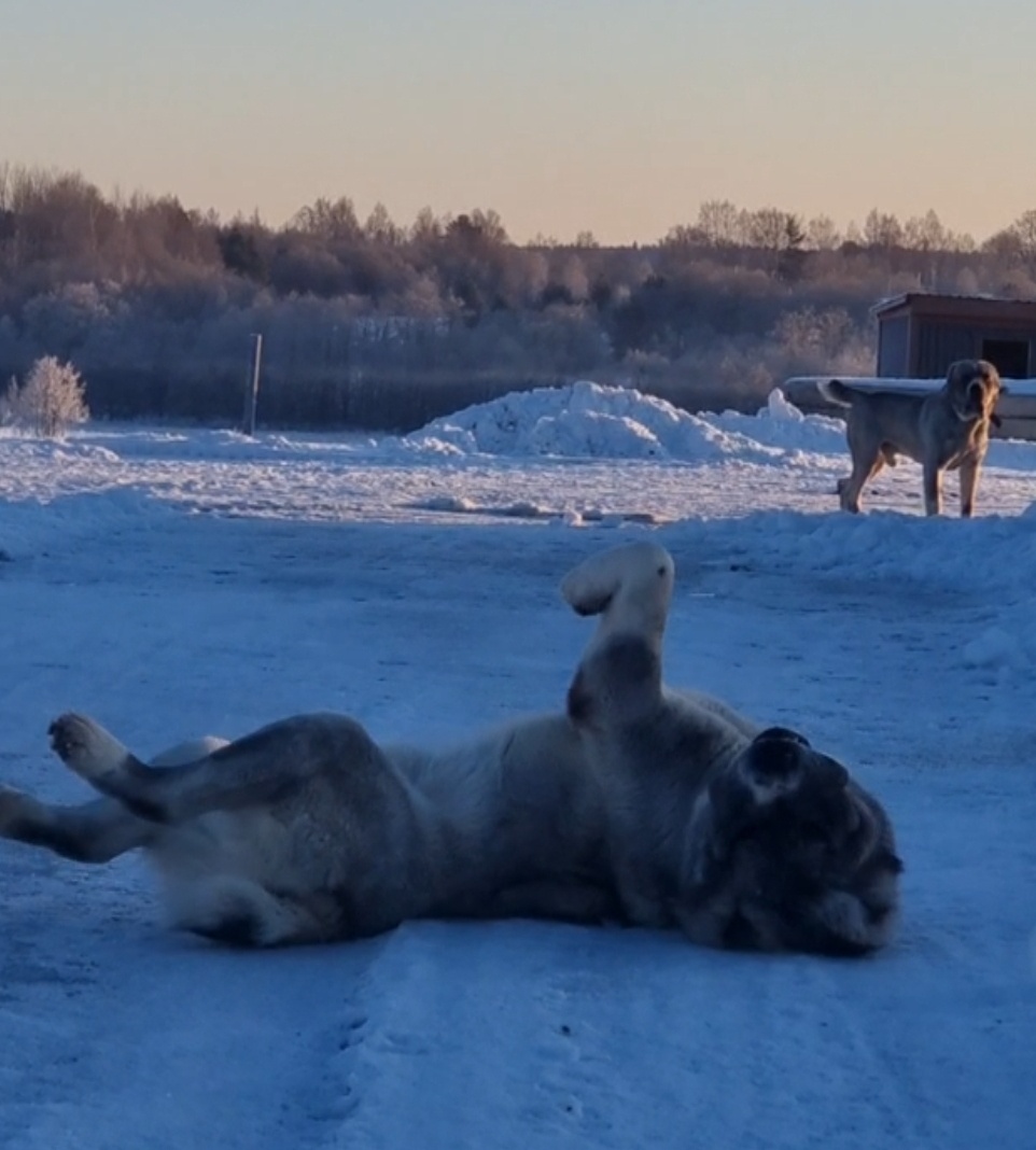 Счастливые серебряши.