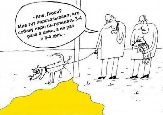 Просто картинка с собачьим юмором (из сети)