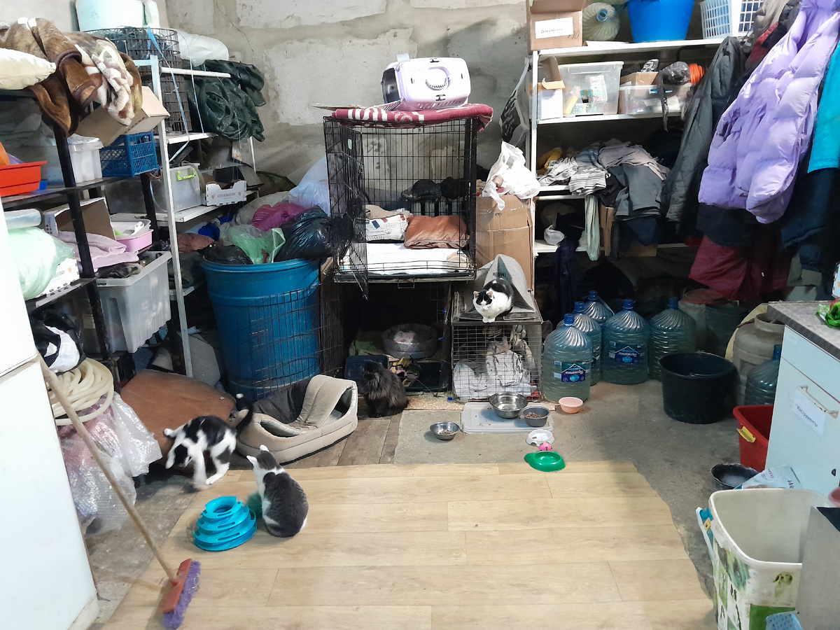 Склад и котейки приюта "Ковчег"