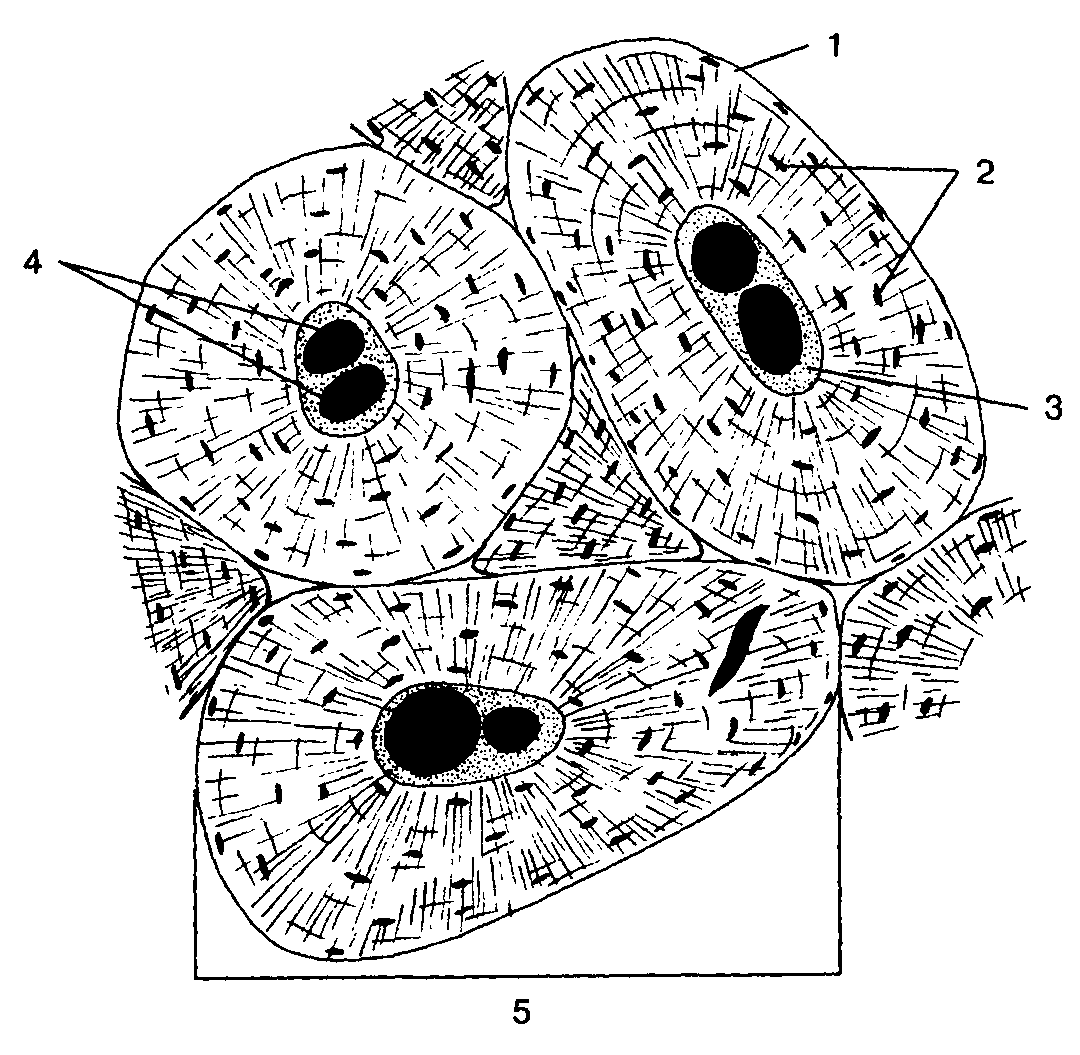 Вставочные пластинки представляют собой области между концентрическими остеонами