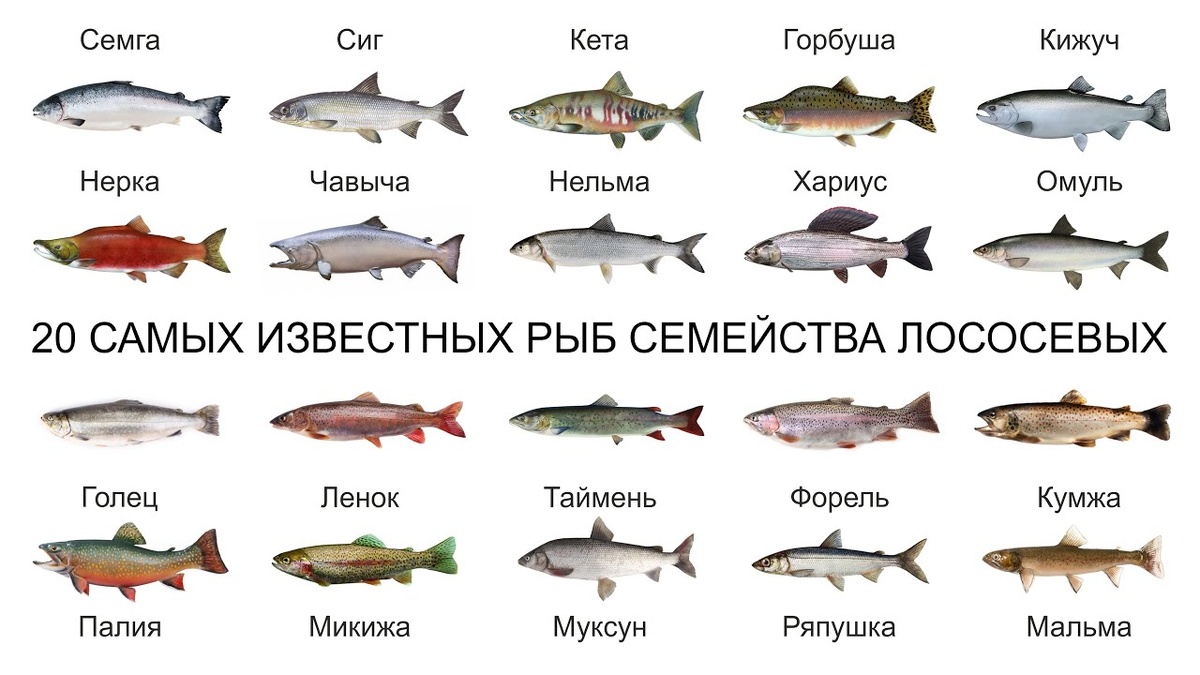 Почему рыба скоропортящийся продукт