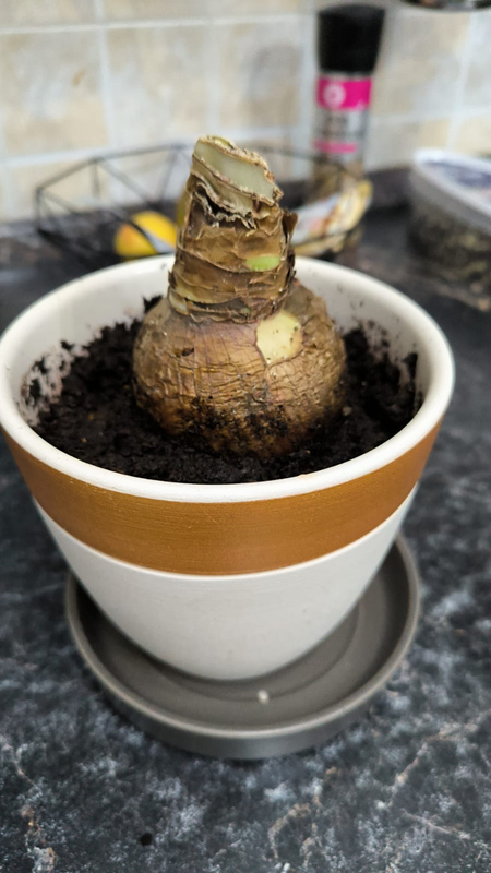 Посадила я сначала в неправильный горшок