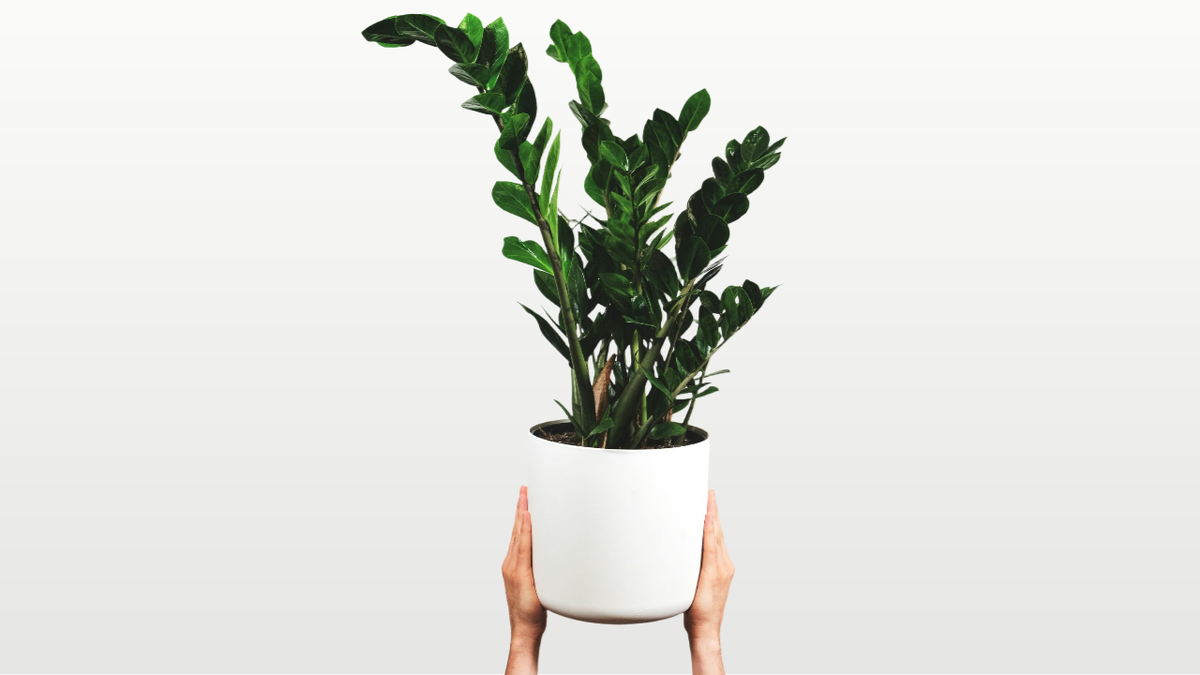 Замиокулькас или растение ZZ