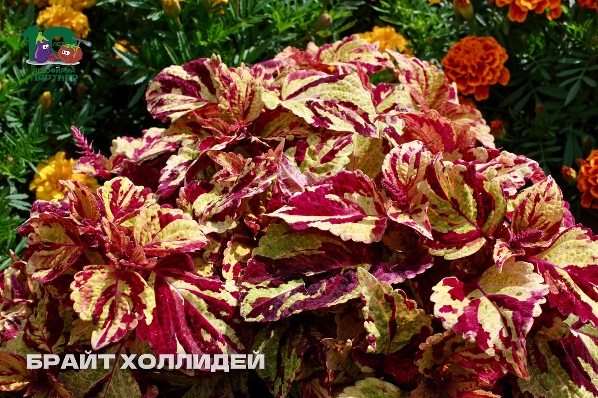▫️ Брайт Холлидей – взрыв фантазийных оттенков, где каждый лист уникален;