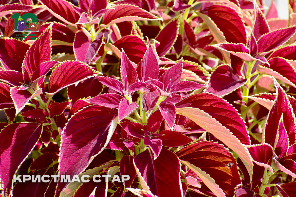 ▫️ Кристмас Стар – праздничное сочетание винно-красного и лаймового цветов;