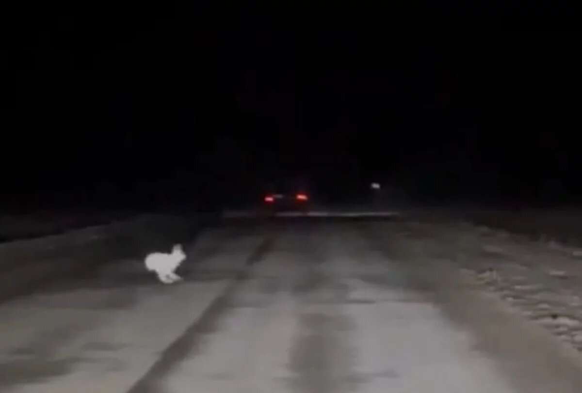    Заяц устроил гонку с машиной охотничьих инспекторов во Владимирской области