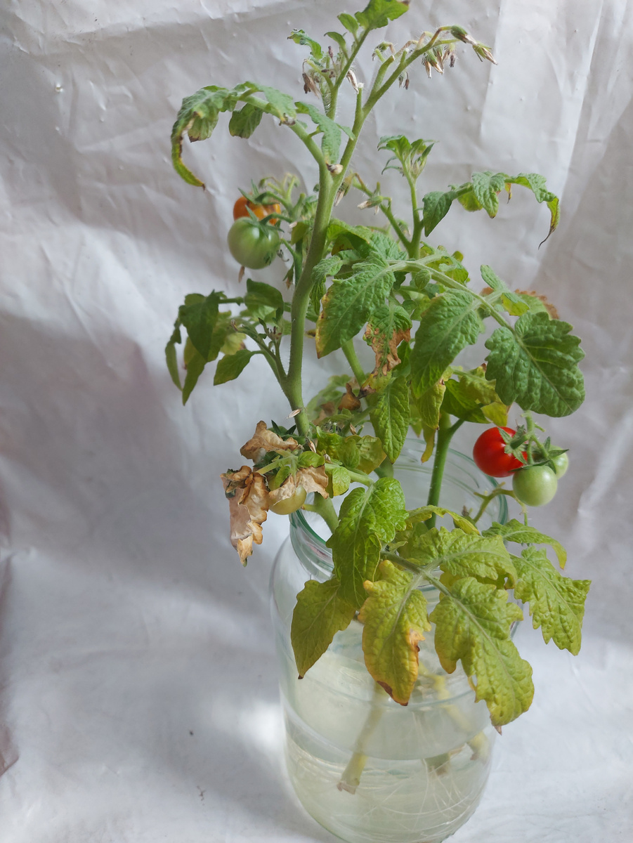 Томаты в банке