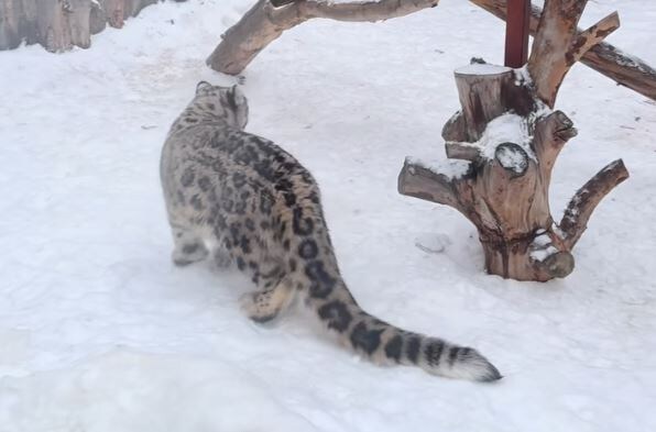     В Пермском зоопарке показали игры подросшего котенка снежного барса, рожденного Аксу из Красноярска