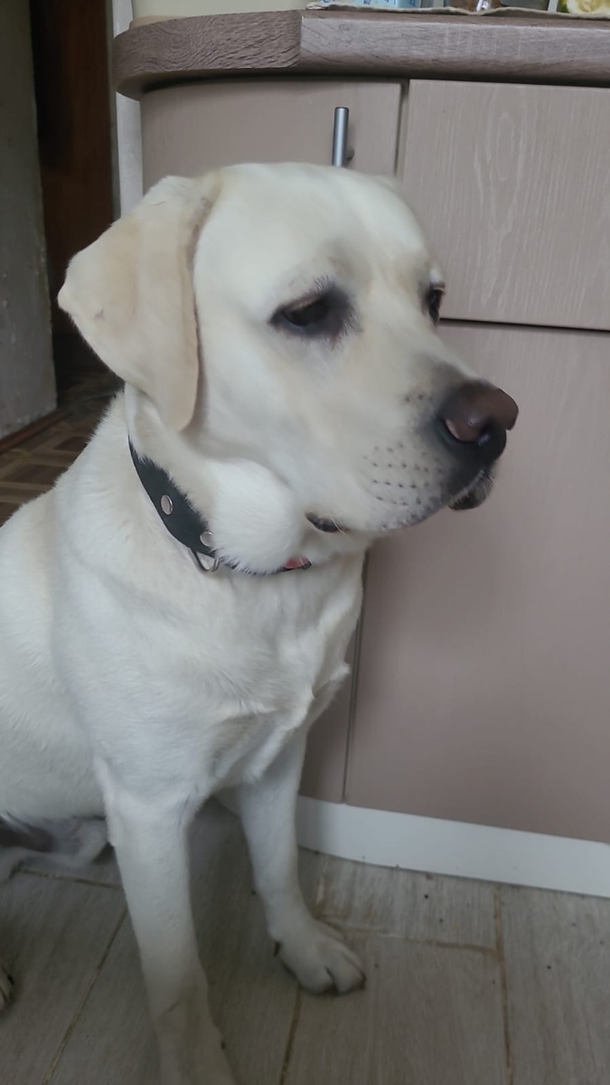 Ума выпрашивает еду.