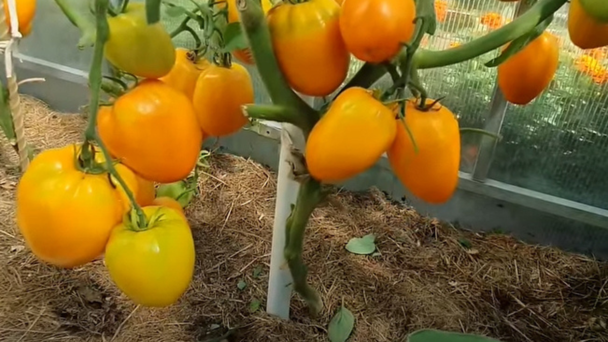 Мульчирование