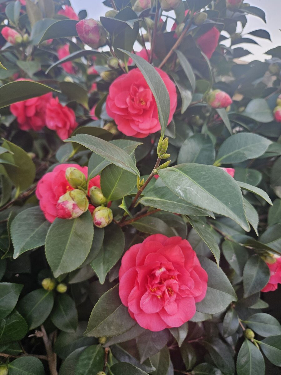 В Черногории цветёт камелия. Люба, благодарю за фото🥰