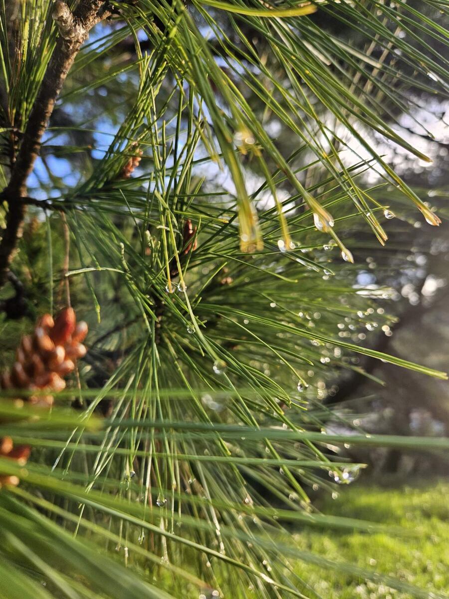 Фото прислала Люба. 🌞