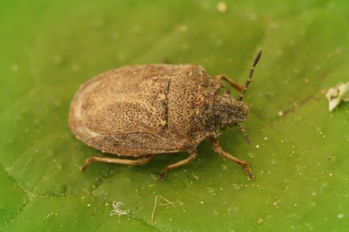    Майкопчане стали чаще жаловаться на клопов