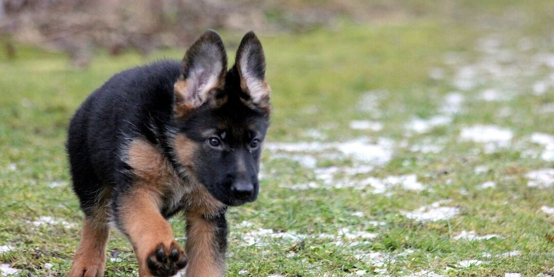 Как щенок немецкой овчарки стал детективом