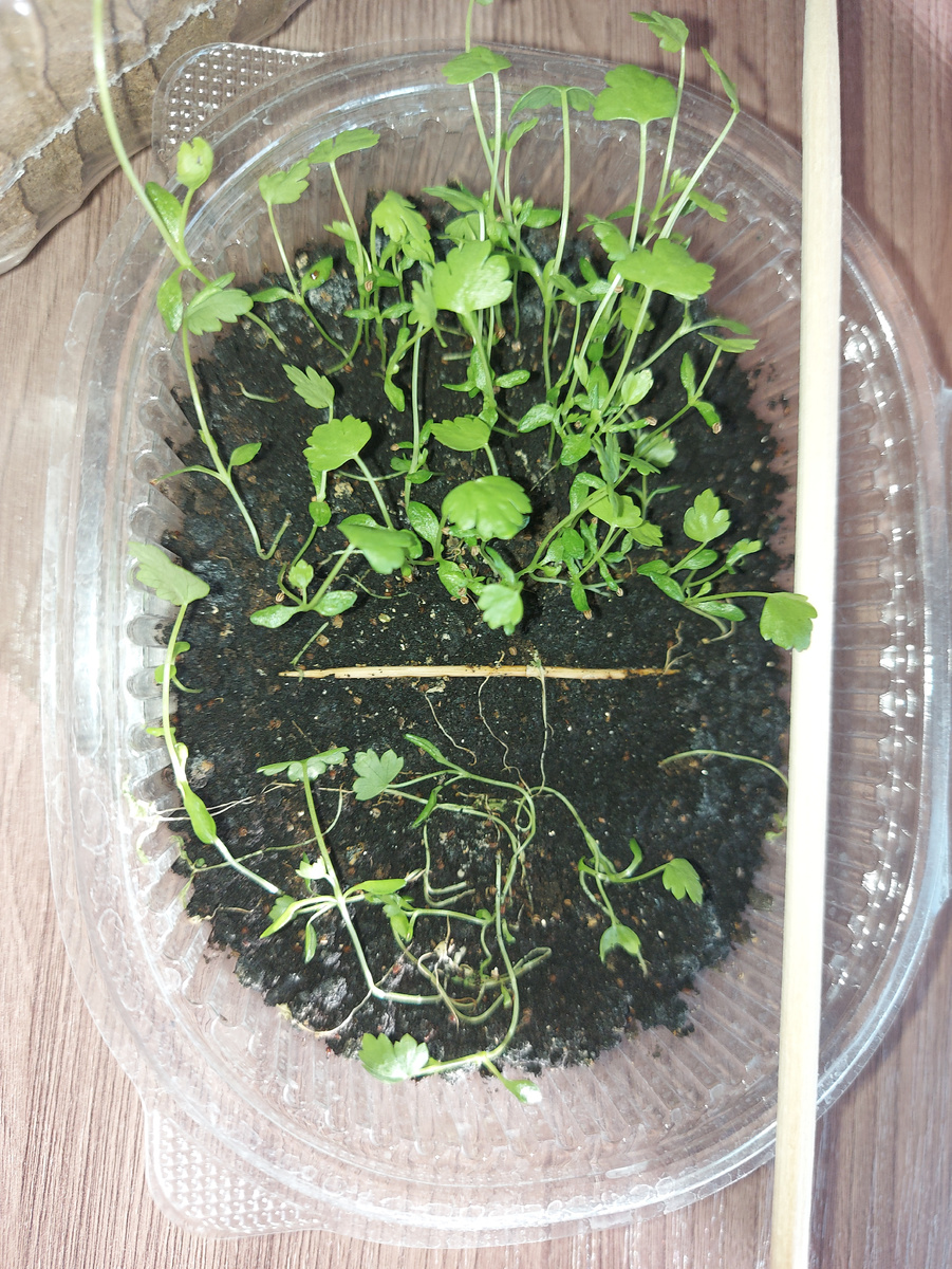 Мой сельдерей