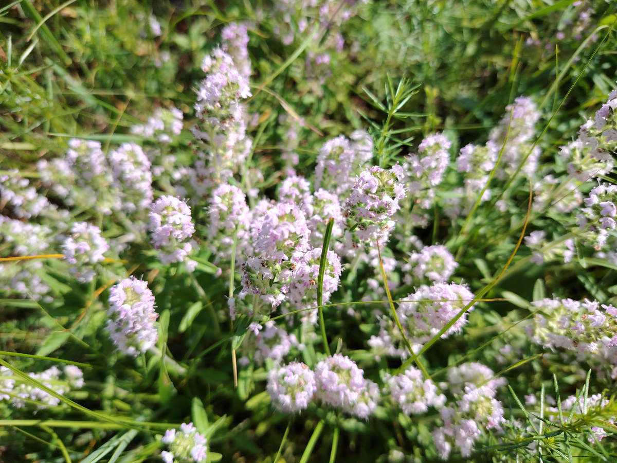 Однако, жадная до трав, я не отказываюсь и от дикорастущего чабреца