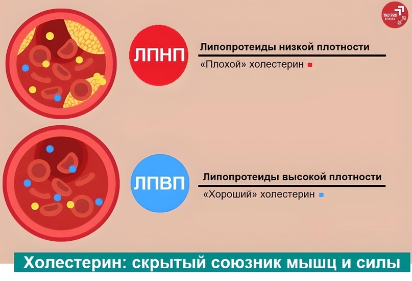 Холестерин | YADPROFitness