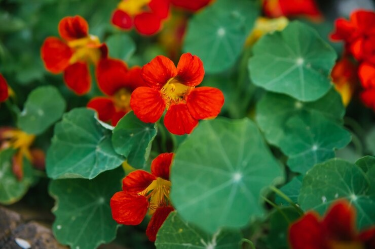 Настурция цветет 🌿