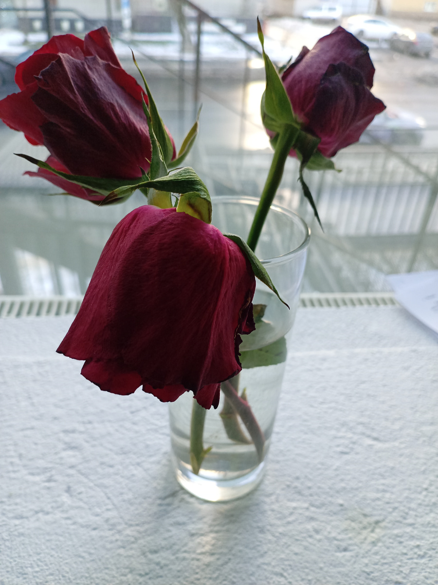 Три розы моего вертограда. 