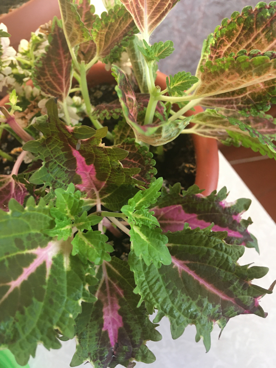 Не хотела, а руки так сами и тянутся