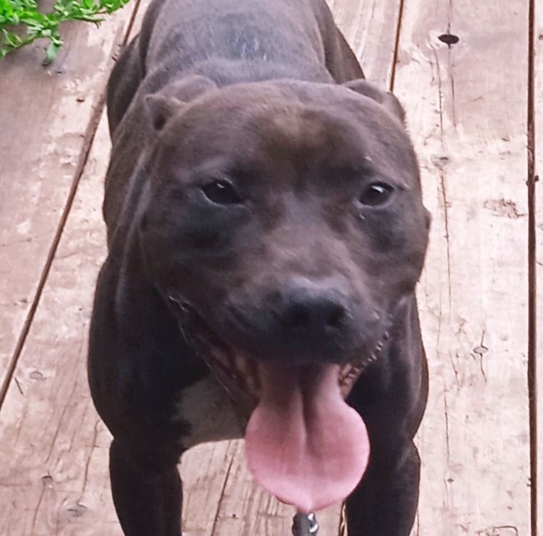 Американский питбультерьер