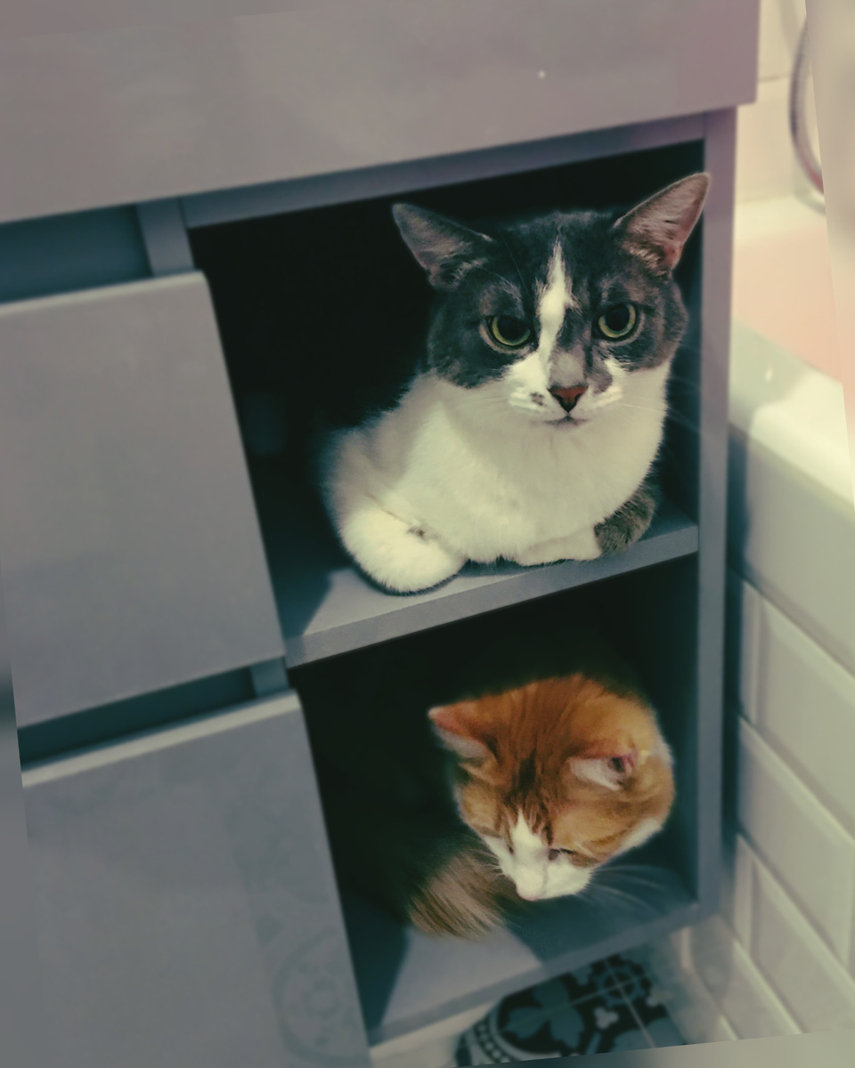 Первые запущенные в квартиру жильцы)