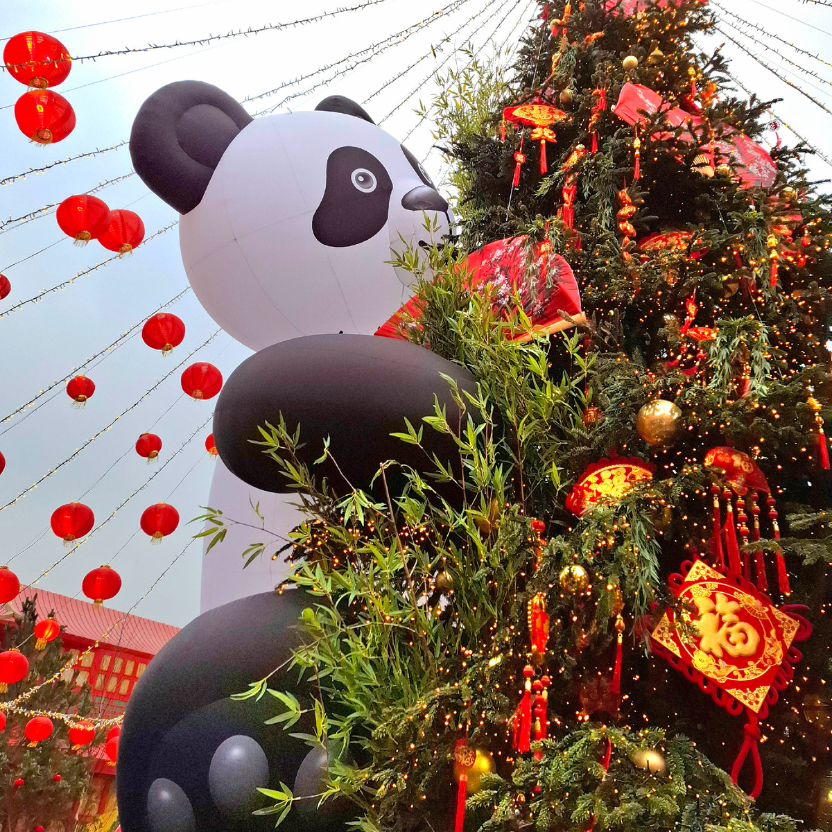 8 февраля 2025 года. Фото автора.