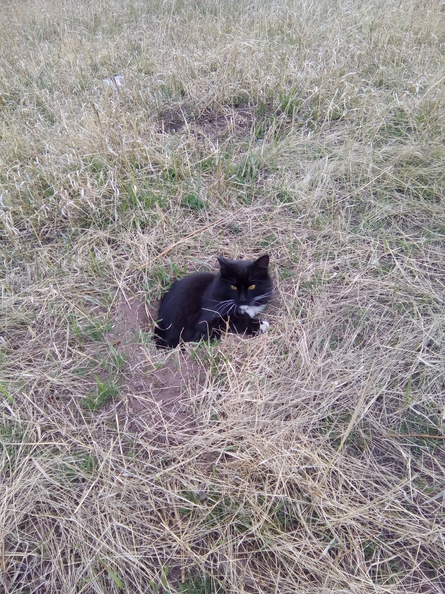 Это ещё Кисун, на газоне