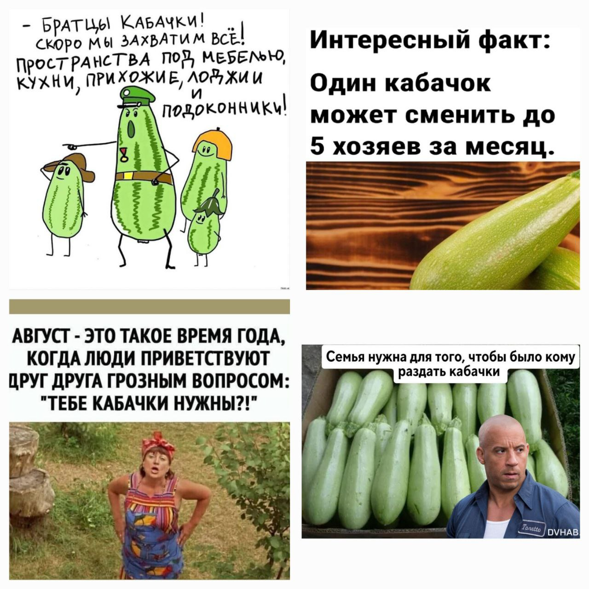 Мемы про кабачки:)