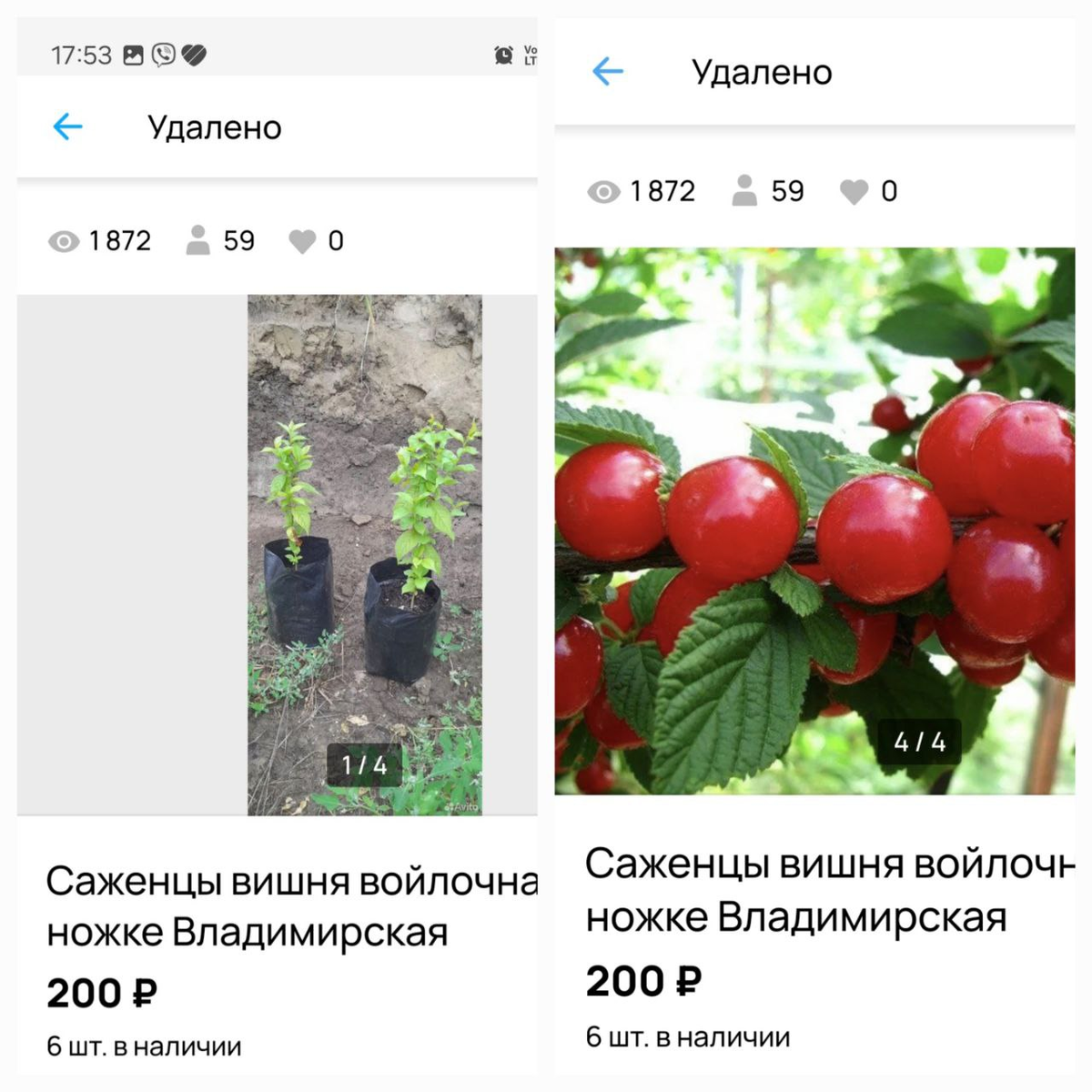 Объявление о продаже ягоды и саженцев вишни войлочной